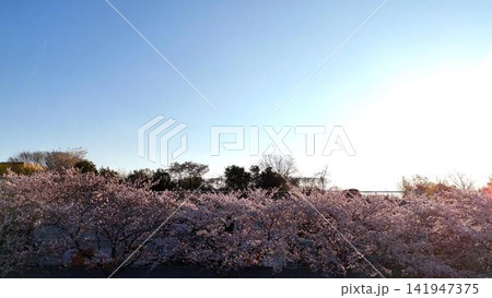 眩しい春の陽差しを浴びて輝く満開の桜並木│空撮 141947375