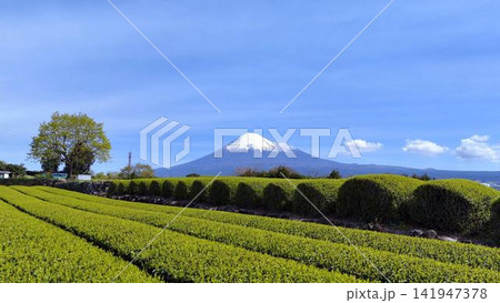 鮮やかな新緑の茶園と雪化粧の富士山│静岡の風景 鮮やかな新緑の茶園と雪化粧の富士山│静岡の風景 141947378