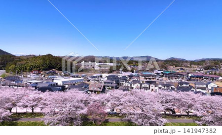 町並みと満開の白石川堤一目千本桜の絶景│空撮 町並みと満開の白石川堤一目千本桜の絶景│空撮 141947382