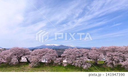 満開の桜並木越しに見る雪化粧した蔵王連峰 満開の桜並木越しに見る雪化粧した蔵王連峰 141947390