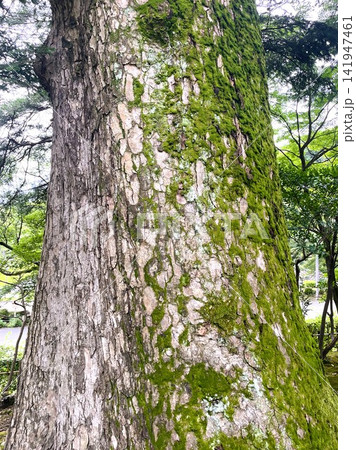 兼六園の立派な松の木の表面9 兼六園の立派な松の木の表面9 141947461