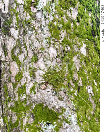 兼六園の立派な松の木の表面10 兼六園の立派な松の木の表面10 141947462