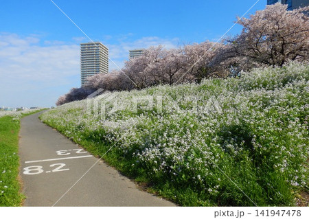 東京都 二十一世紀桜之碑通り 東京都 二十一世紀桜之碑通り 141947478