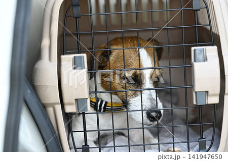 車でドライブ　クレートに入る愛犬　ジャックラッセルテリア 141947650