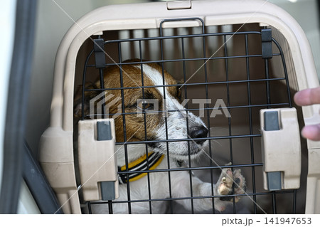 車でドライブ　クレートに入る愛犬　ジャックラッセルテリア 141947653
