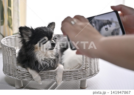 愛犬をスマホで撮影する女性 チワワ 愛犬をスマホで撮影する女性 チワワ 141947867