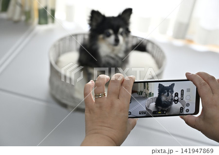 愛犬をスマホで撮影する女性 チワワ 愛犬をスマホで撮影する女性 チワワ 141947869
