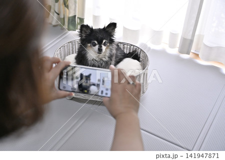愛犬をスマホで撮影する女性 チワワ 愛犬をスマホで撮影する女性 チワワ 141947871