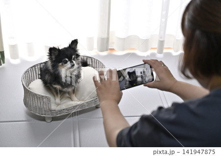 愛犬をスマホで撮影する女性　チワワ 141947875