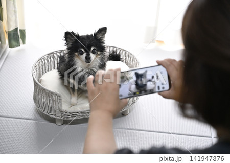 愛犬をスマホで撮影する女性 チワワ 愛犬をスマホで撮影する女性 チワワ 141947876