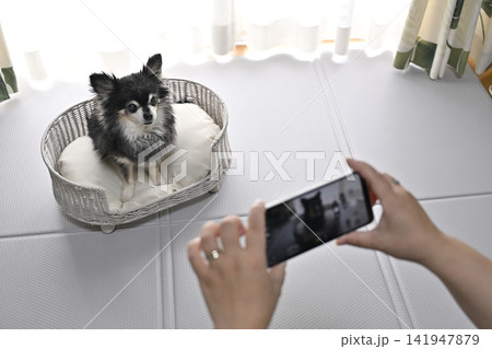 愛犬をスマホで撮影する女性 チワワ 愛犬をスマホで撮影する女性 チワワ 141947879