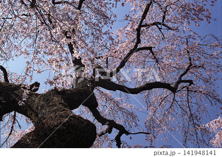 身延山の美しい桜 身延山の美しい桜 141948141