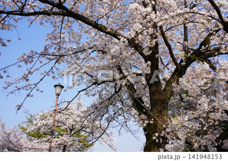 埼玉県 大宮公園 埼玉県 大宮公園 141948153