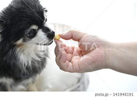 元気の源!! 大好きなボーロを食べる高齢犬 チワワ 元気の源!! 大好きなボーロを食べる高齢犬 チワワ 141948191