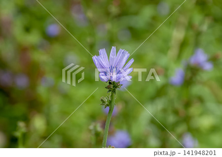 とう立ちして青紫のチコリーの花は、別名キクニガナ とう立ちして青紫のチコリーの花は、別名キクニガナ 141948201