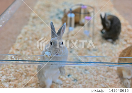 可愛いウサギ 動物カフェ ウサギカフェ 可愛いウサギ 動物カフェ ウサギカフェ 141948616