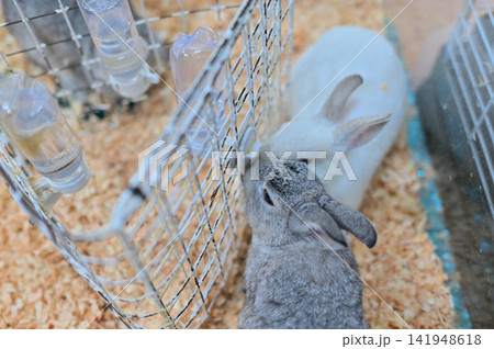 可愛いウサギ 動物カフェ ウサギカフェ 可愛いウサギ 動物カフェ ウサギカフェ 141948618