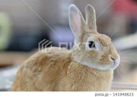 可愛いウサギ 動物カフェ ウサギカフェ 可愛いウサギ 動物カフェ ウサギカフェ 141948623