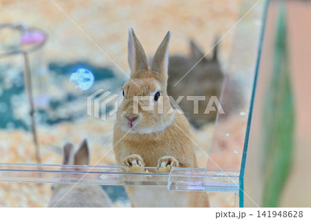 可愛いウサギ 動物カフェ ウサギカフェ 可愛いウサギ 動物カフェ ウサギカフェ 141948628