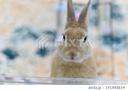 可愛いウサギ 動物カフェ ウサギカフェ 可愛いウサギ 動物カフェ ウサギカフェ 141948634
