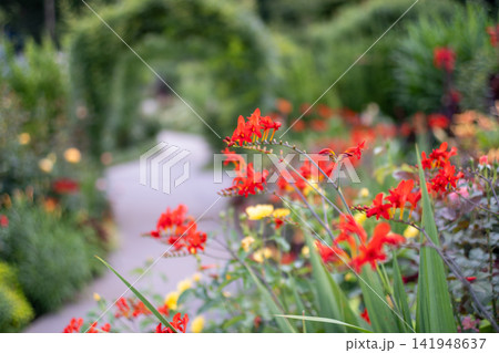 初夏の花々に彩られたあやせローズガーデンの風景 初夏の花々に彩られたあやせローズガーデンの風景 141948637
