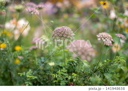 初夏の花々に彩られたあやせローズガーデンの風景 初夏の花々に彩られたあやせローズガーデンの風景 141948638