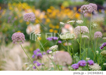 初夏の花々に彩られたあやせローズガーデンの風景 141948641