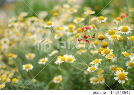 初夏の花々に彩られたあやせローズガーデンの風景 初夏の花々に彩られたあやせローズガーデンの風景 141948642
