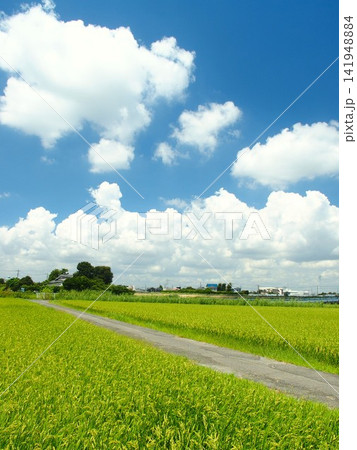 真夏の猛暑日の首都圏近郊の農道と実りの田んぼ風景 真夏の猛暑日の首都圏近郊の農道と実りの田んぼ風景 141948884