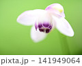 森の中でひっそりと咲くレンゲショウマ 141949064