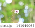 森の中でひっそりと咲くレンゲショウマ 141949065