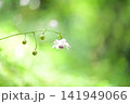 森の中でひっそりと咲くレンゲショウマ 141949066