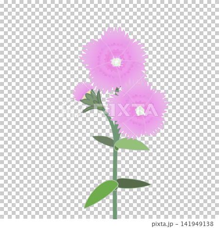 薄いピンクのダイアンサスのイラスト 141949138