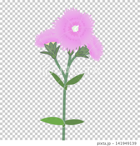 薄いピンクのダイアンサスのイラスト 薄いピンクのダイアンサスのイラスト 141949139