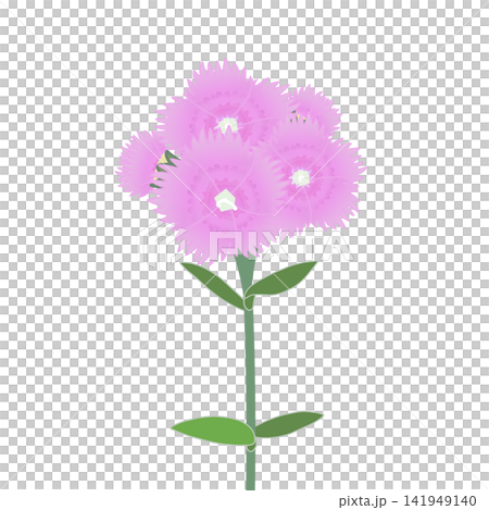 薄いピンクのダイアンサスのイラスト 薄いピンクのダイアンサスのイラスト 141949140