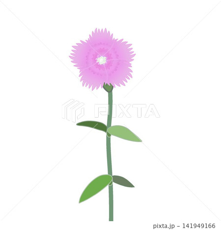 薄いピンクのダイアンサスのイラスト 141949166