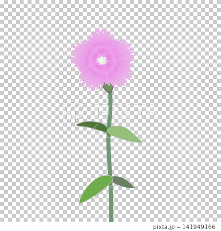 薄いピンクのダイアンサスのイラスト 141949166
