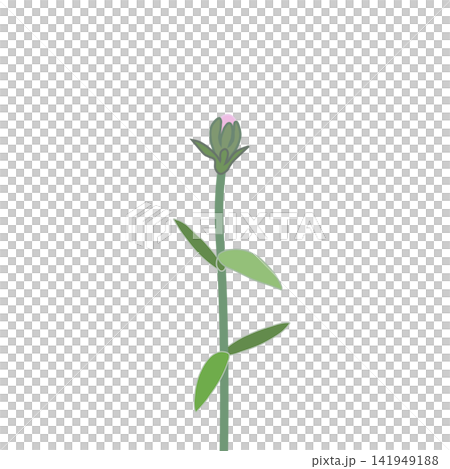 Illustration of a light pink dianthus. Illustration of a light pink dianthus. 141949188