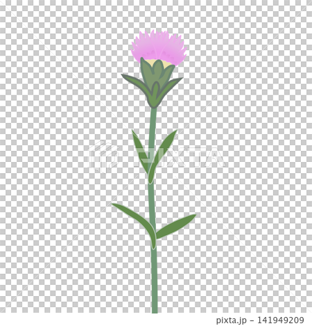 薄いピンクのダイアンサスのイラスト 141949209