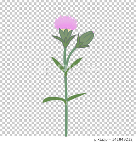 薄いピンクのダイアンサスのイラスト 141949212