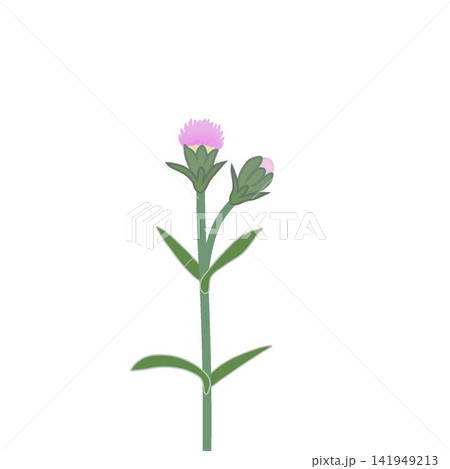 薄いピンクのダイアンサスのイラスト 141949213