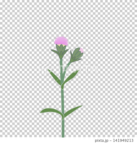 薄いピンクのダイアンサスのイラスト 141949213