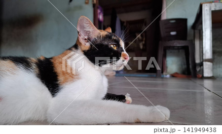 Calico Cat Resting Indoors Looking Intently to the Side 141949438
