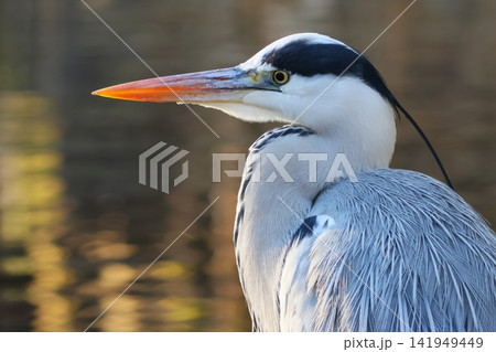 アオサギ 鷺 水辺の鳥 顔のクローズアップ アオサギ 鷺 水辺の鳥 顔のクローズアップ 141949449