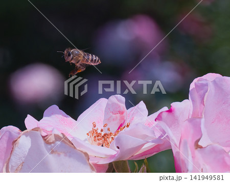 薔薇の蜜を探すミツバチ 141949581