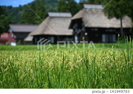 里山の稲穂(新潟・荻ノ島環状かやぶき集落) 里山の稲穂(新潟・荻ノ島環状かやぶき集落) 141949783