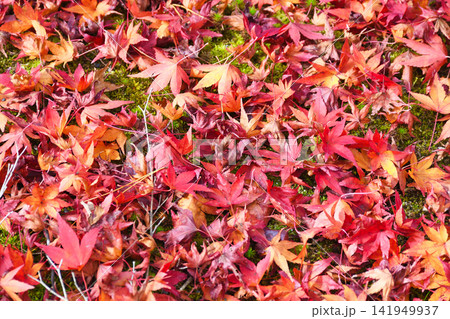 京都 宝厳院 獅子吼の庭 秋の美しい紅葉と散りもみじ(京都府京都市右京区) 京都 宝厳院 獅子吼の庭 秋の美しい紅葉と散りもみじ(京都府京都市右京区) 141949937