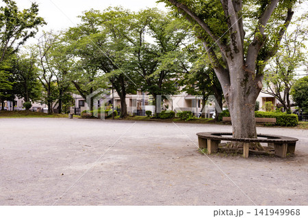 公園のサークルベンチと大木のある広場 141949968