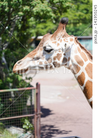 静岡県東伊豆町_伊豆アニマルキングダム_アミメキリン 静岡県東伊豆町_伊豆アニマルキングダム_アミメキリン 141950245