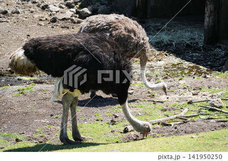 静岡県東伊豆町_伊豆アニマルキングダム_ダチョウ(駝鳥) 静岡県東伊豆町_伊豆アニマルキングダム_ダチョウ(駝鳥) 141950250